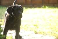 Cane Corso suczka FCI zagraniczne krycie POTĘGA