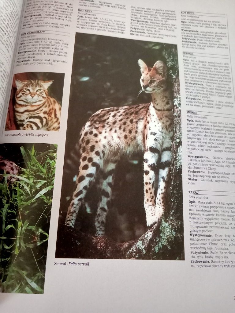 Tajga - encyklopedia dzikich zwierząt
