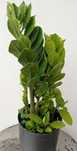 vendo planta zamioculca zamifolia +saião