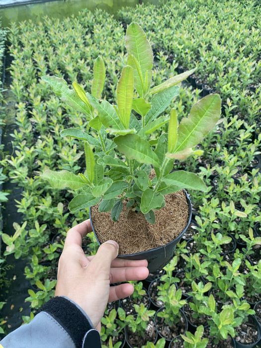 Азалія великоквіткова , морозостійка , рододендрони