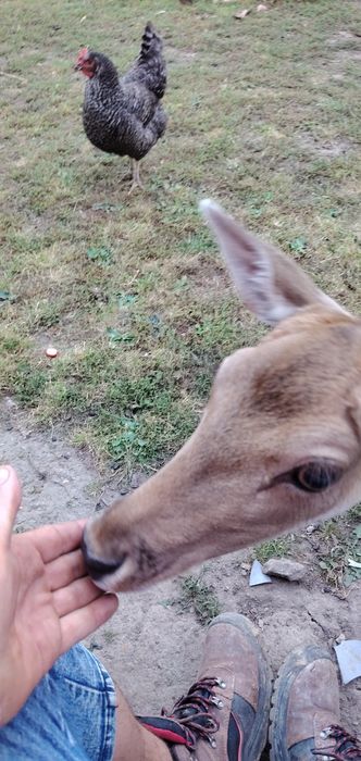 Sprzedam parę danieli