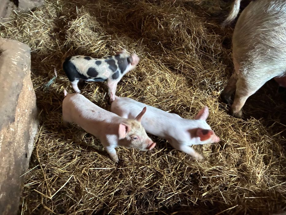 Leitão boa raça bio