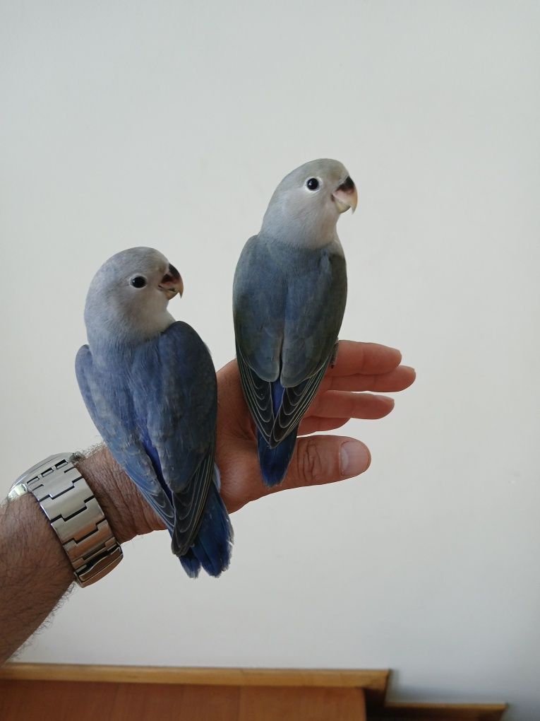 Agapornis domesticado