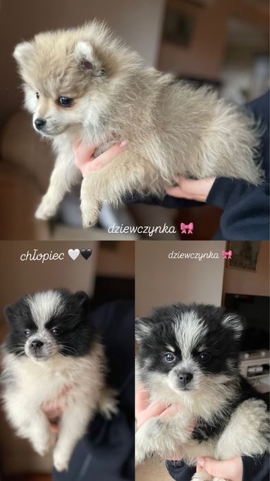 Szpic miniaturowy pomeranian chłopiec
