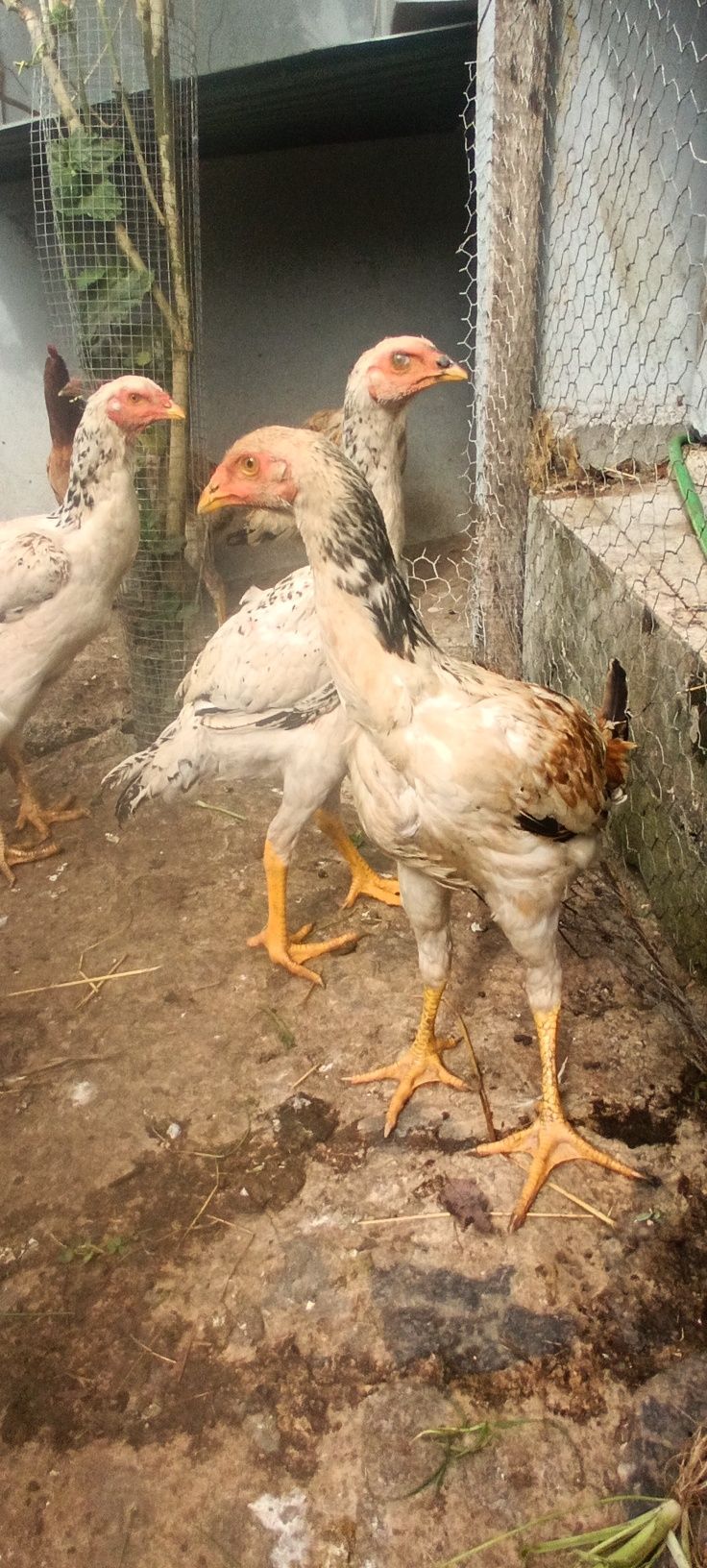Galinhas Índio Gigante