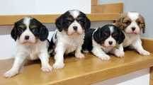 Cavalier King Charles Spaniel Samczyk