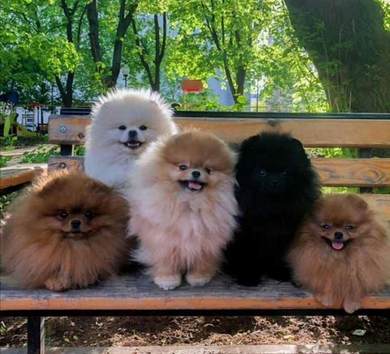 В'язкаШпицы и другие декоративные . Вязка