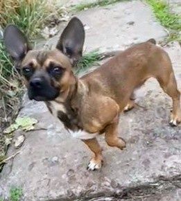 Зник нашої родини Красень...