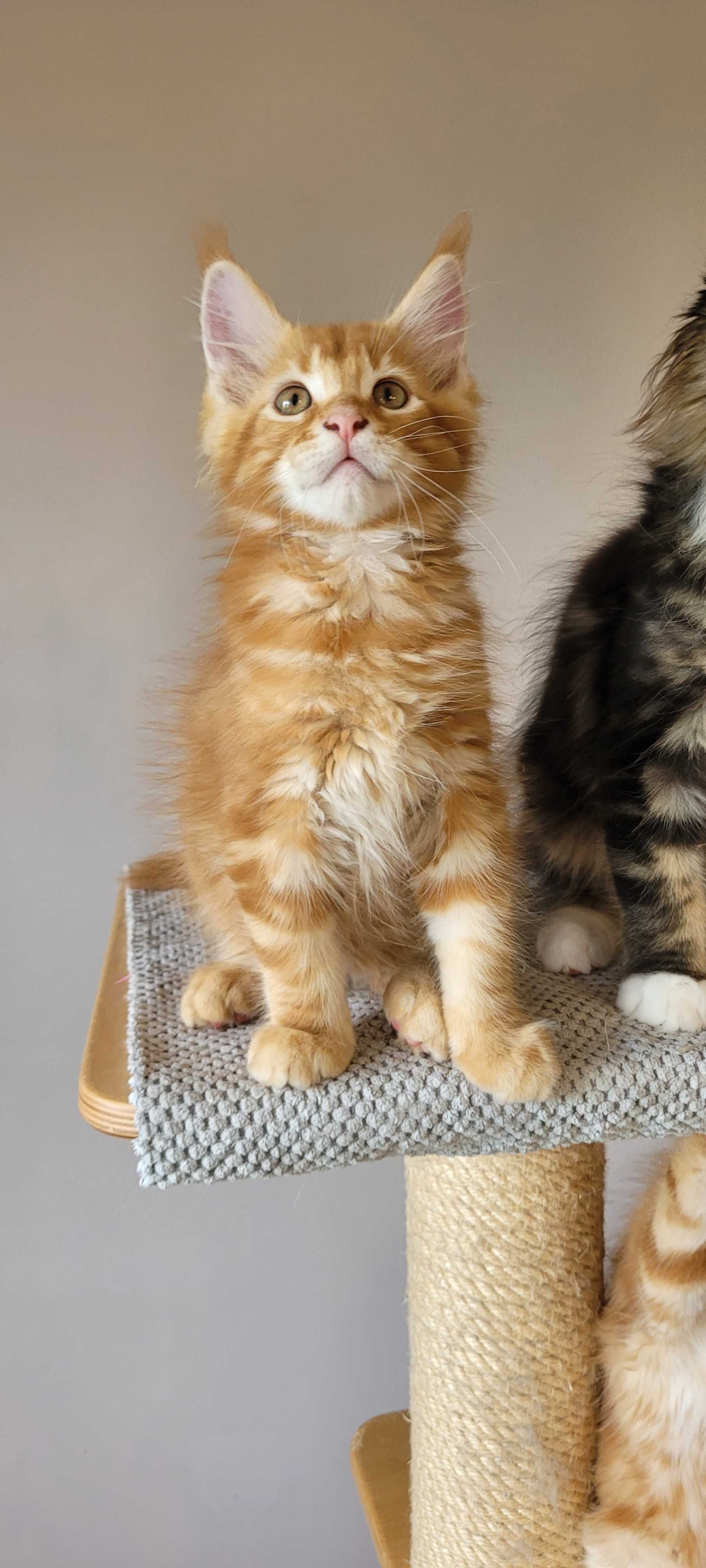 Sprzedam kocurka Maine Coon z legalnej hodowli