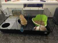 Coelhos anoes para dar 4 meses