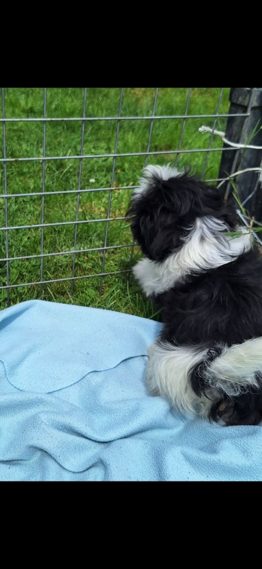 Śliczny piesek shih tzu gotowa do odbioru