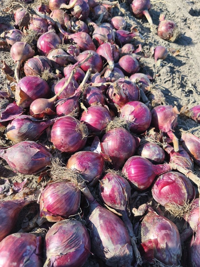 Czerwona cebula sprzedam