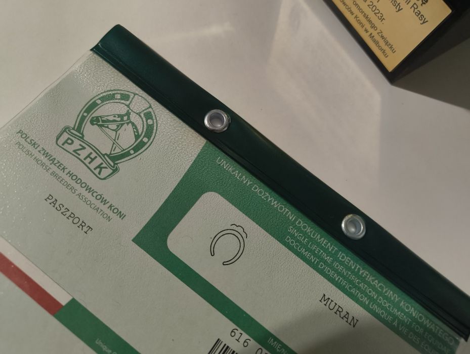 Koń ogierek zimnokrwisty