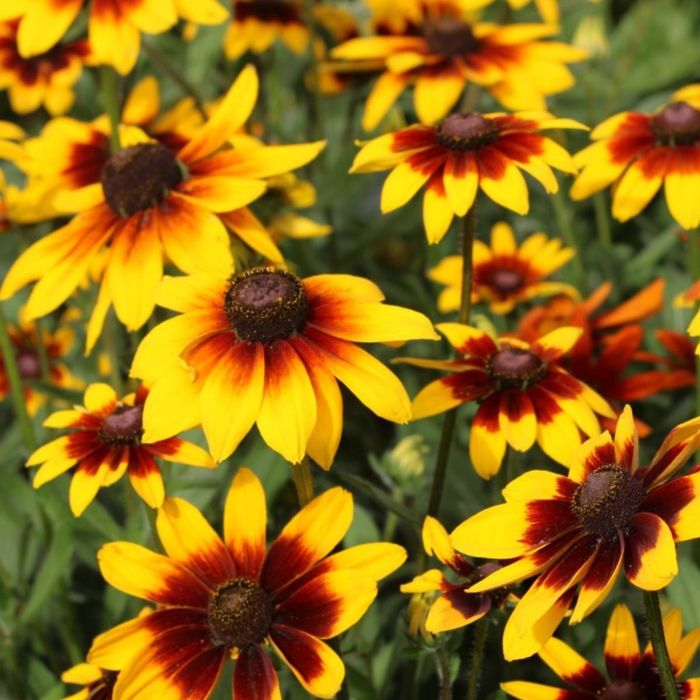 Nasiona kwiatów wieloletnich i jednorocznych Jeżówka rudbekia aster,