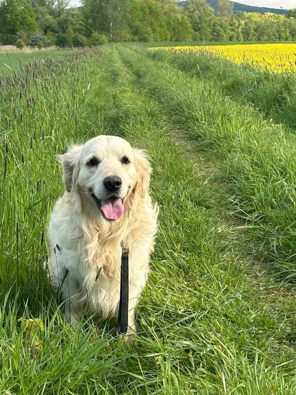 Szczeniak / piesek Golden Retriever Związek Kynologiczny FCI