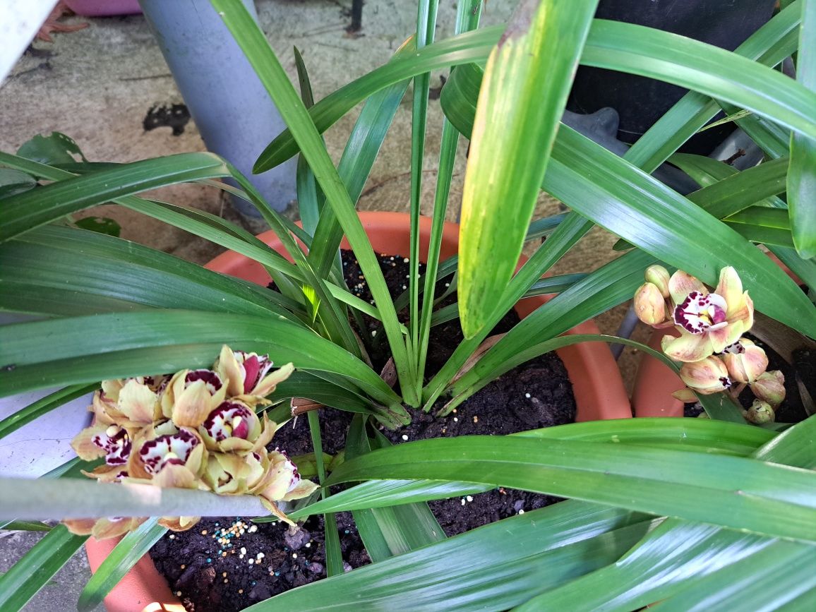 Orquídeas cor amarela e vermelho