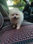 Szpic miniaturowy. Pomeranian. Suczka mini z rodowodem