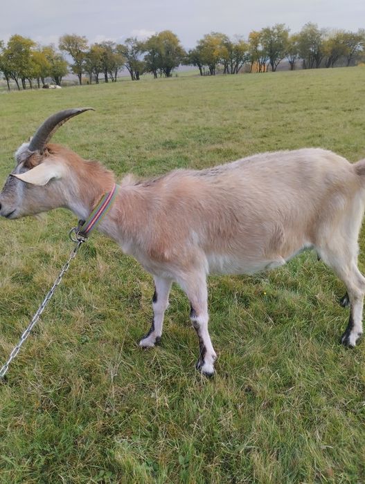 Продається дійна коза