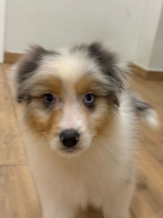 Owczarek australisjki FCI- pies gotowy do nowego domu