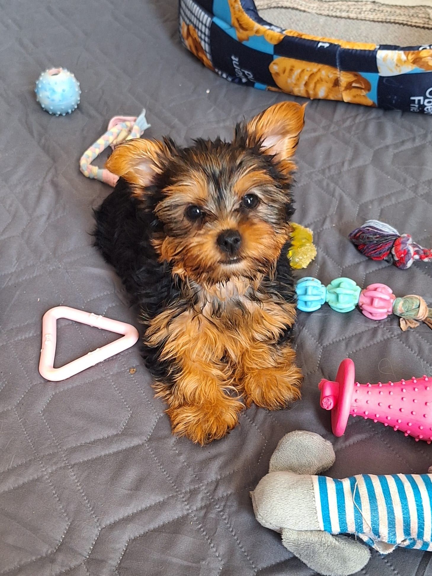 yorkshire  terrier fêmea
