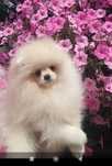 Pomeranian sunia kremowa typ misia