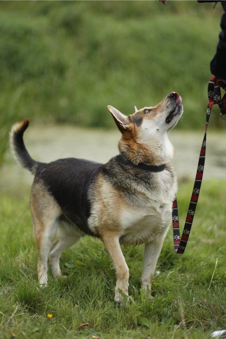 Abel szuka domu na zawsze