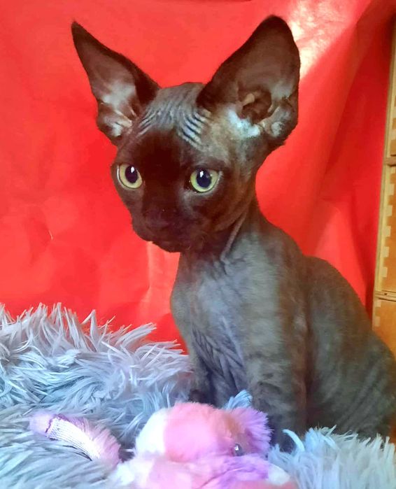 Kocurek Devon Rex