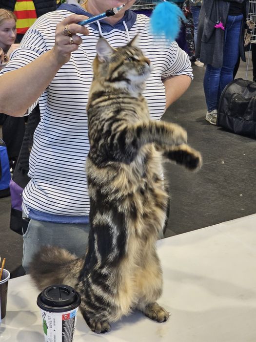 Hodowla kotów Maine Coon Kocia Farna