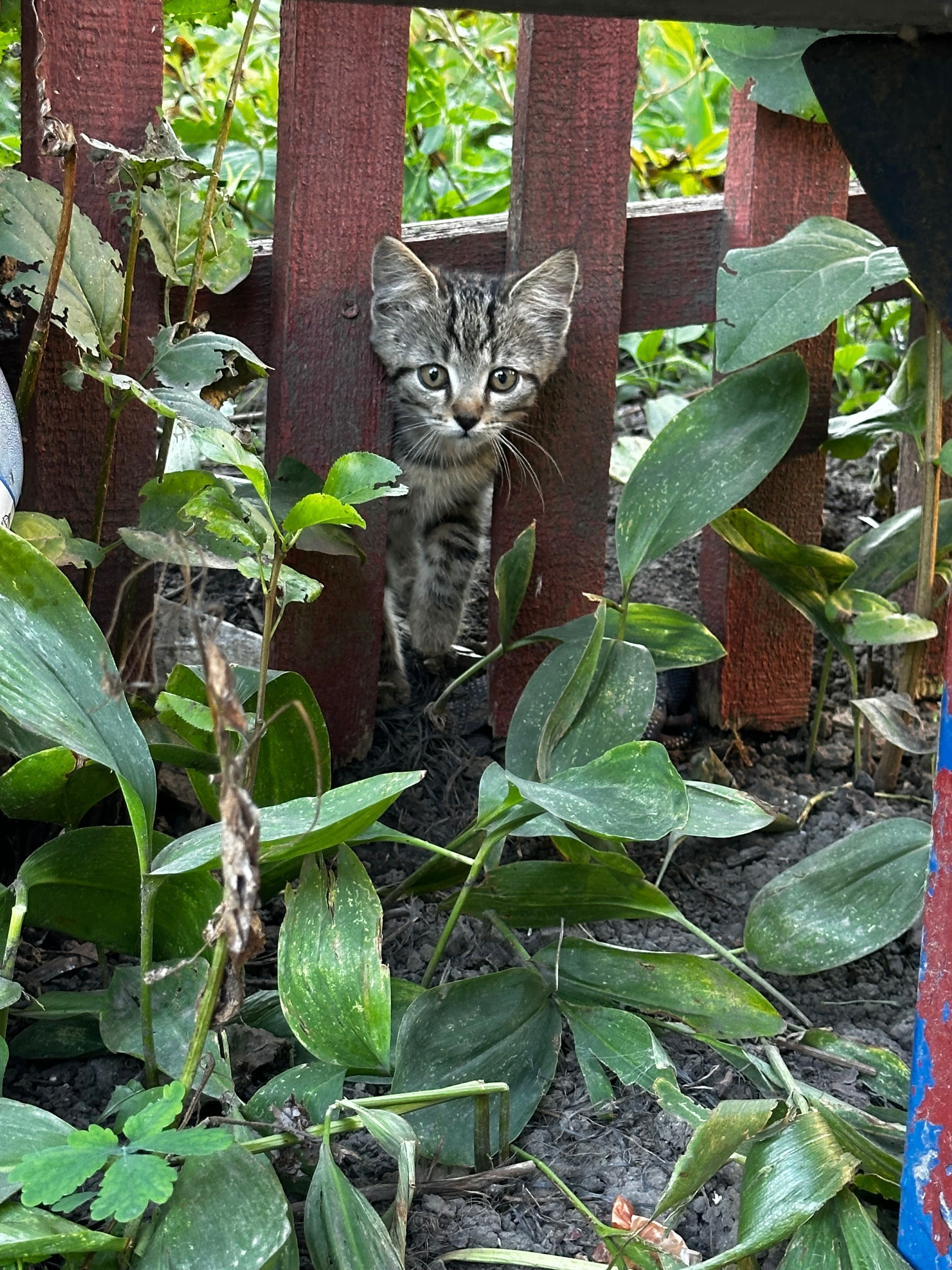 Кошенята шукають дім