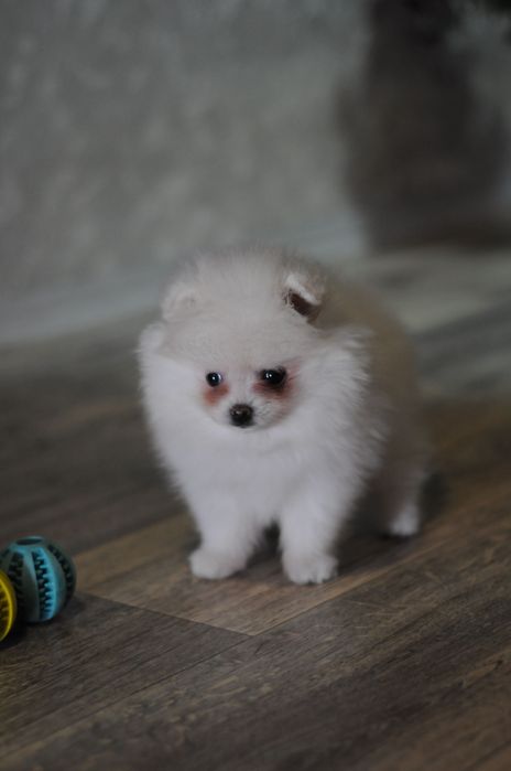 Белоснежная мини девочка