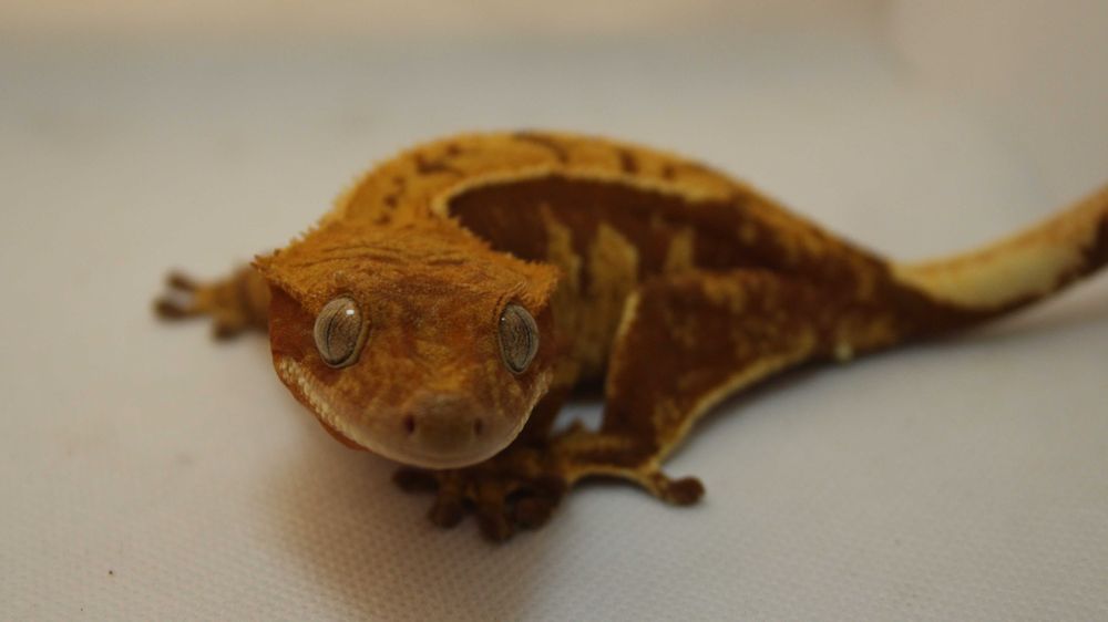 Gekon orzęsiony SAMICA - red harlequin