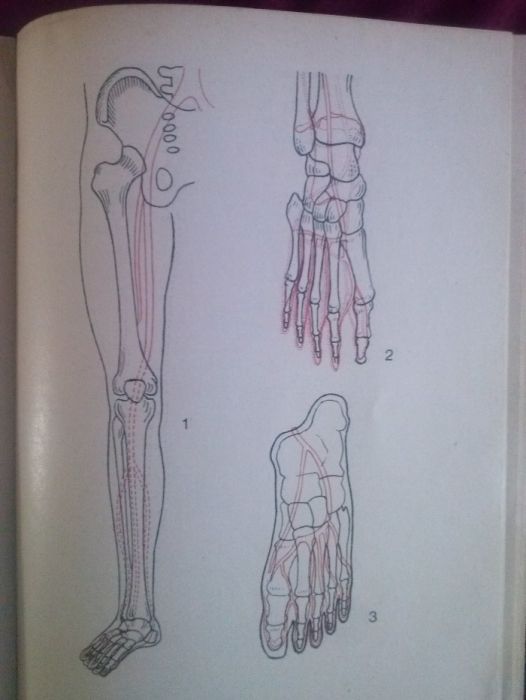 Schemat do ćwiczeń z anatomii człowieka,Ćwirko-Godycki.