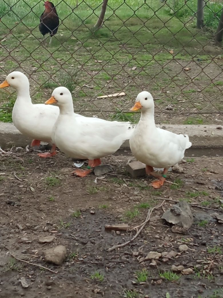 Krzyżówki miniaturowe call duck