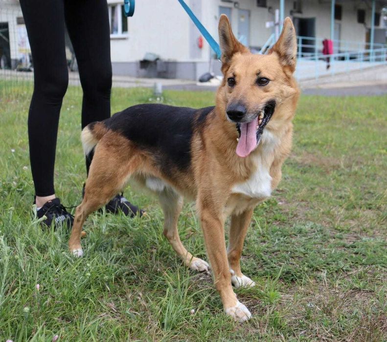 spokojny i łagodny piesek czeka na dom