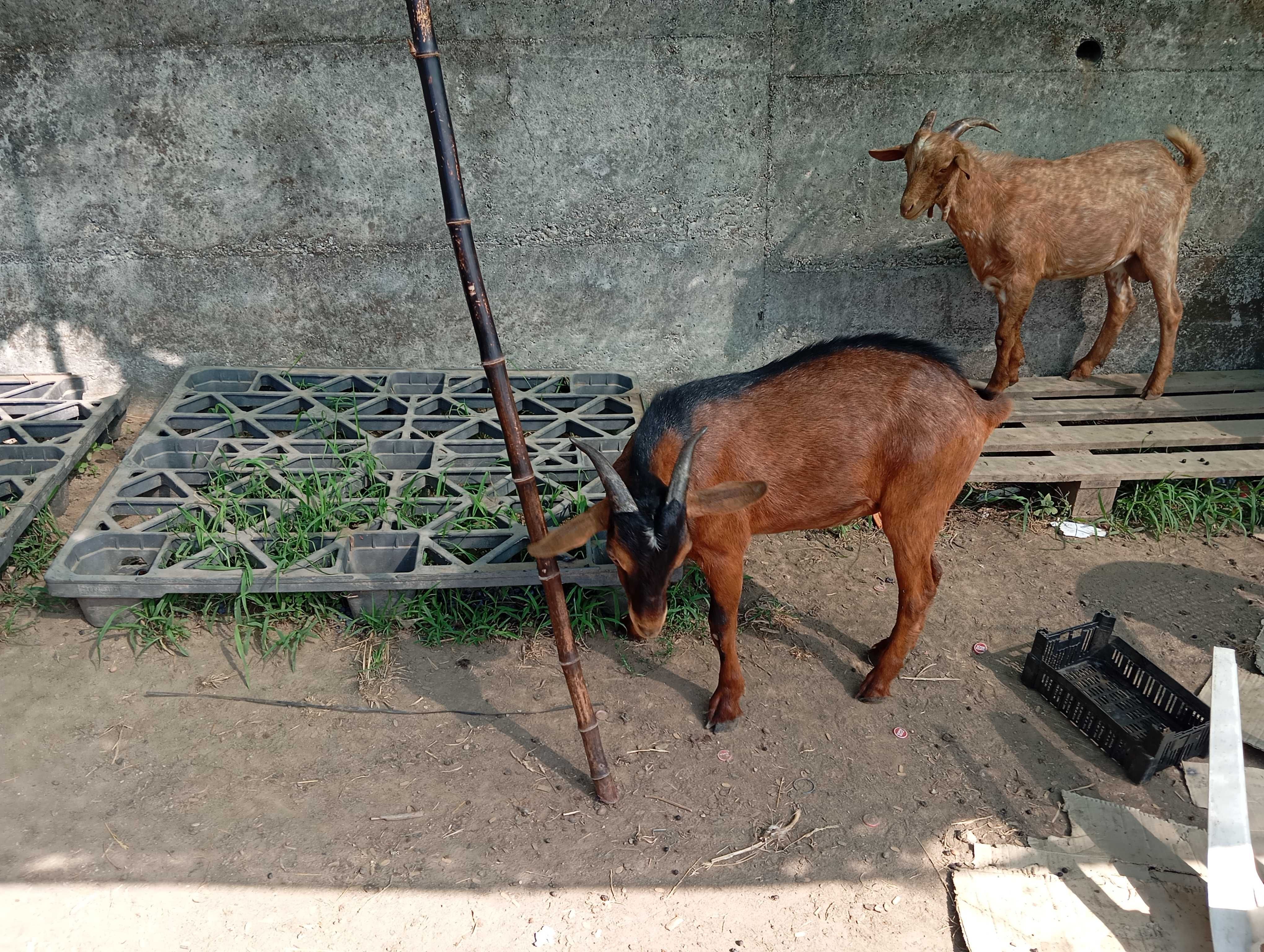 Animais de quinta para mudar de pasto