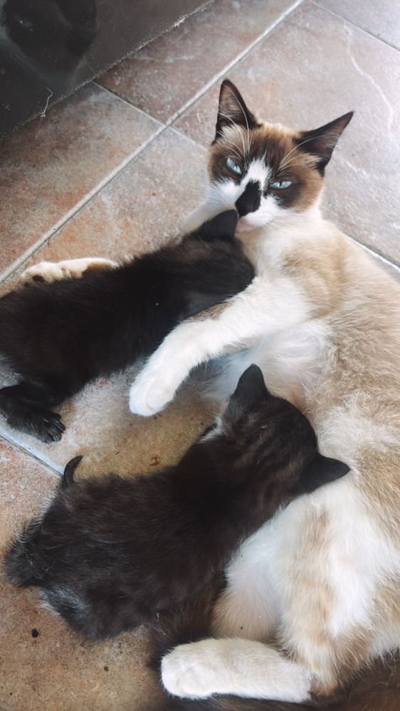 Oferecemos gatos