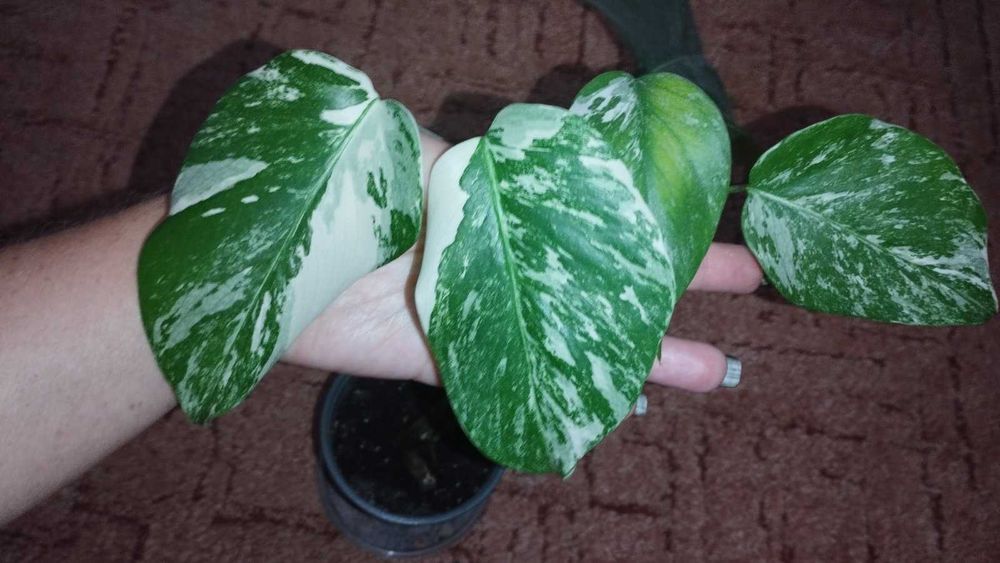 Монстера Варієгата Альба