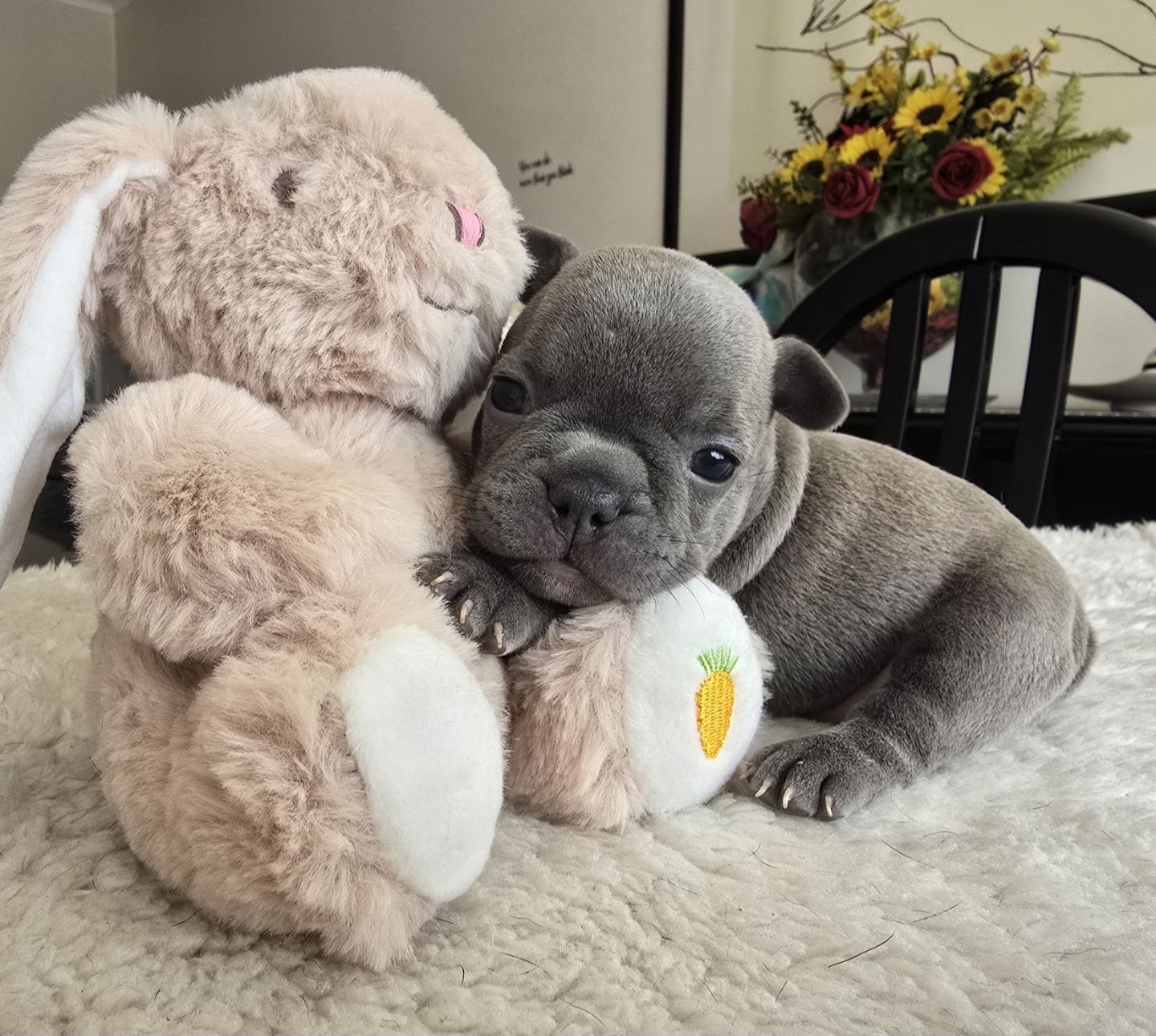 Bulldog Francês Blue