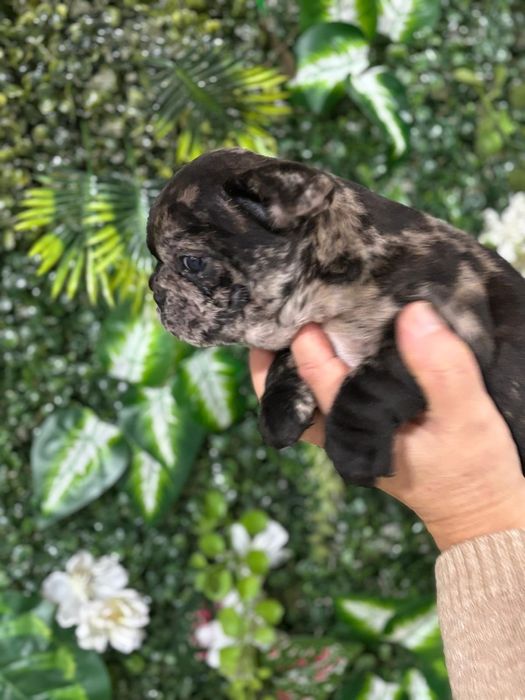 Bulldog francês macho