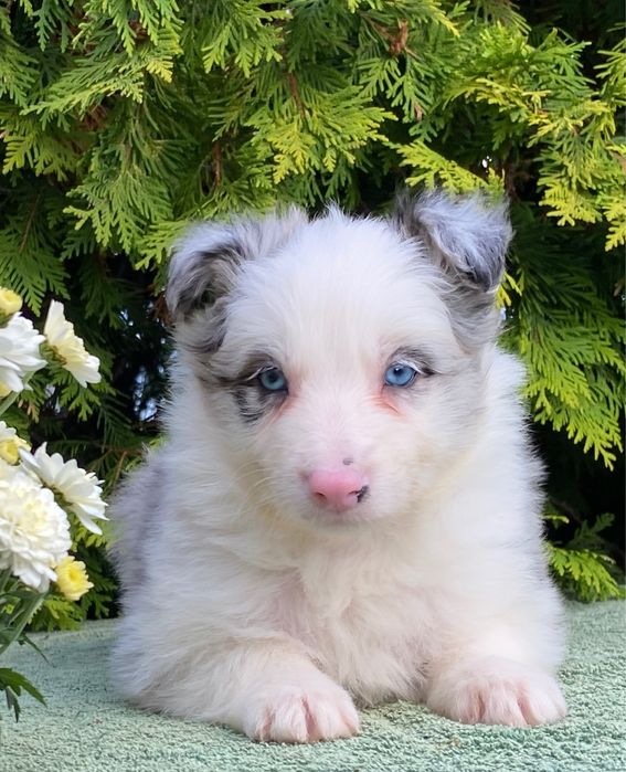 Border Collie chłopiec blue merle