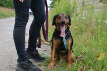 Hugo - niesamowicie pozytywny i energiczny psiak do adopcji.