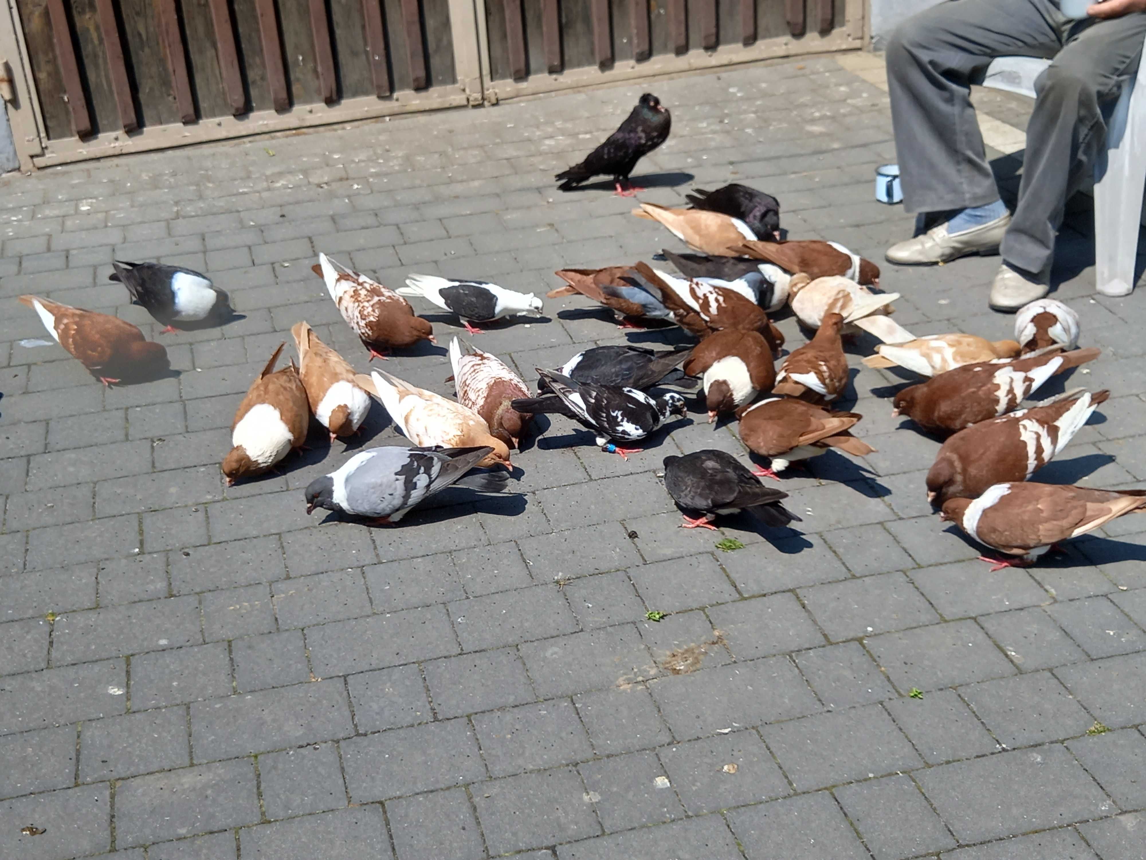 Rasowe gołębie (strasery i czerwone rysie) sprzedam