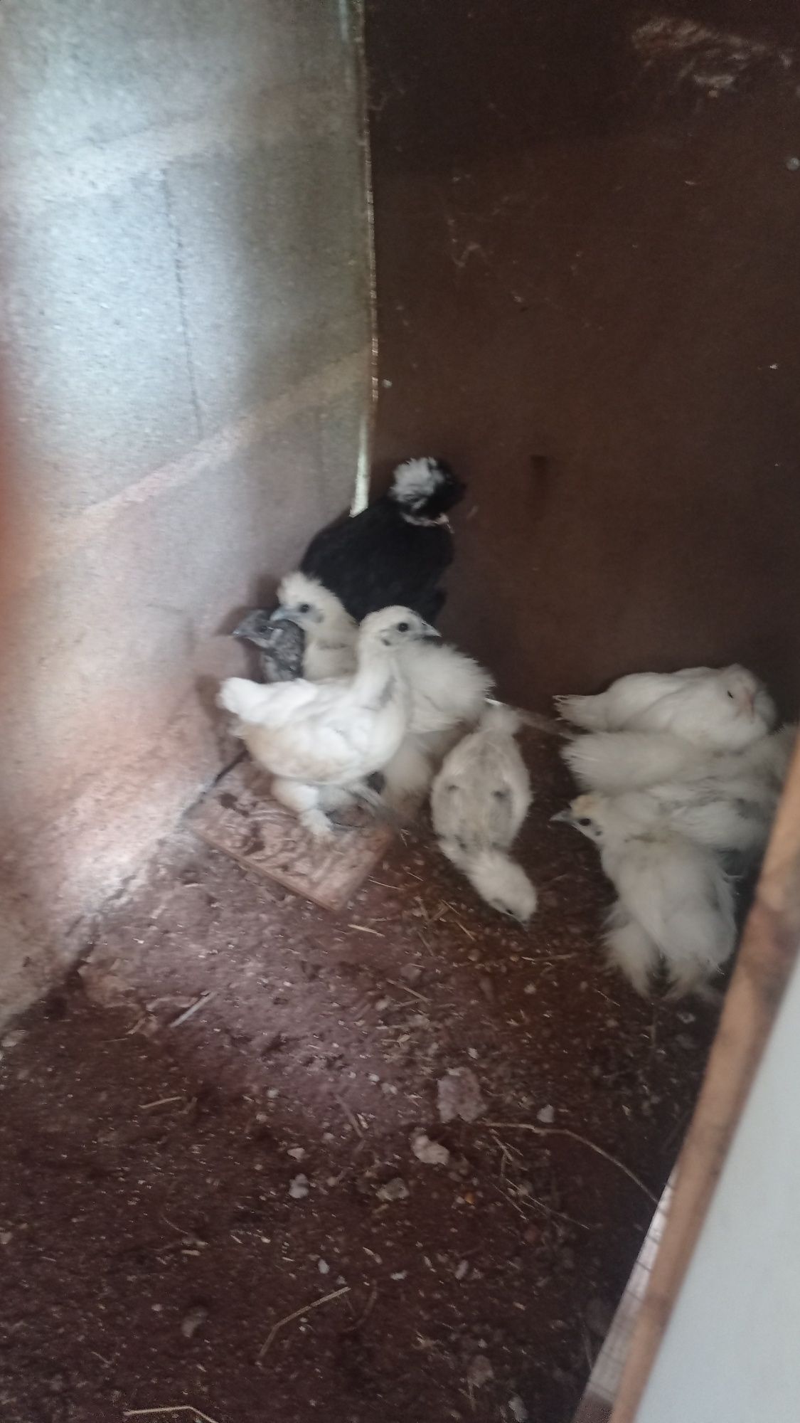 Pintos de várias raças