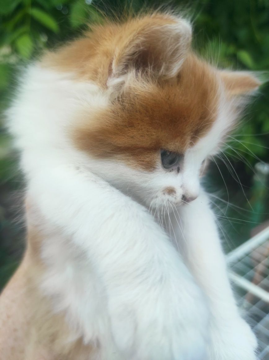 Котик рижий в добрі руки.