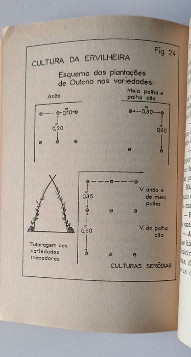 A Horta, Francisco Dias Antunes