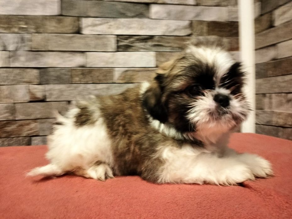 Cudowny piesek shih-tzu miniaturk