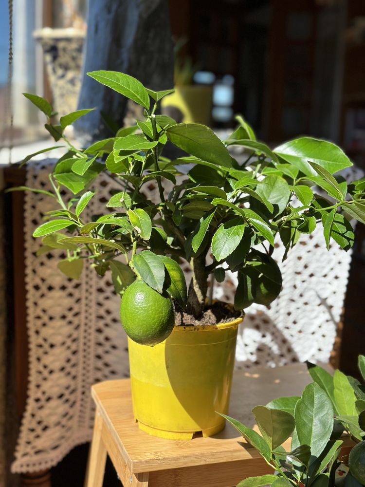 Árvores mini com fruto — Lima Rangpur e Limoeiro Meyer