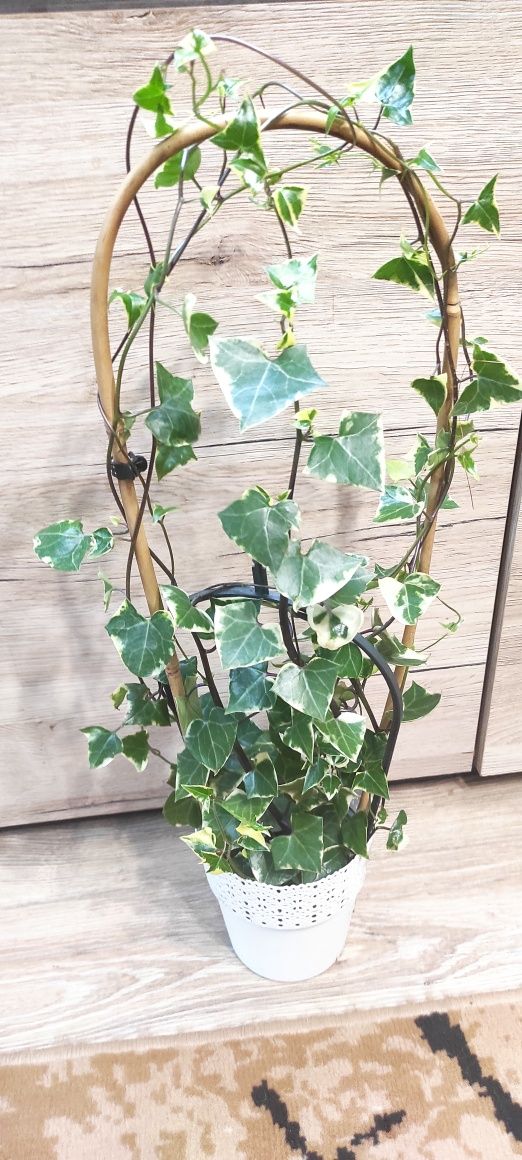 Senecio macroglossus variegata