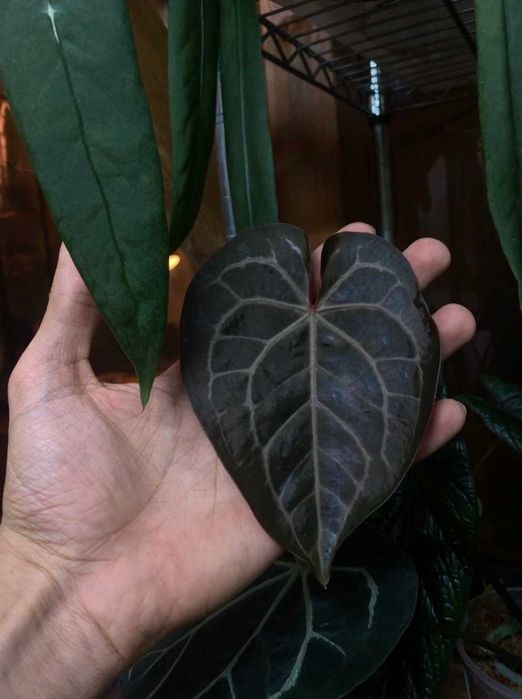 Anthurium Black Widow x Michelle X Orca