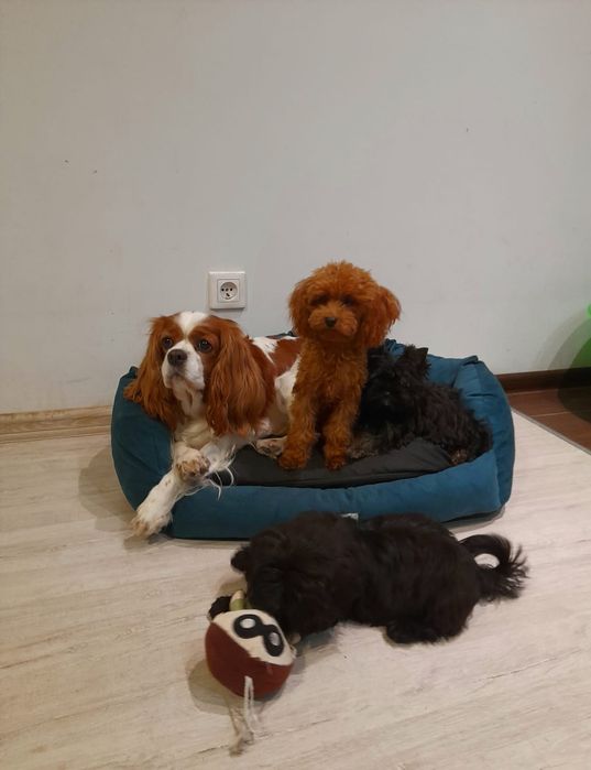 Pudel  TOY red braun zaprasza